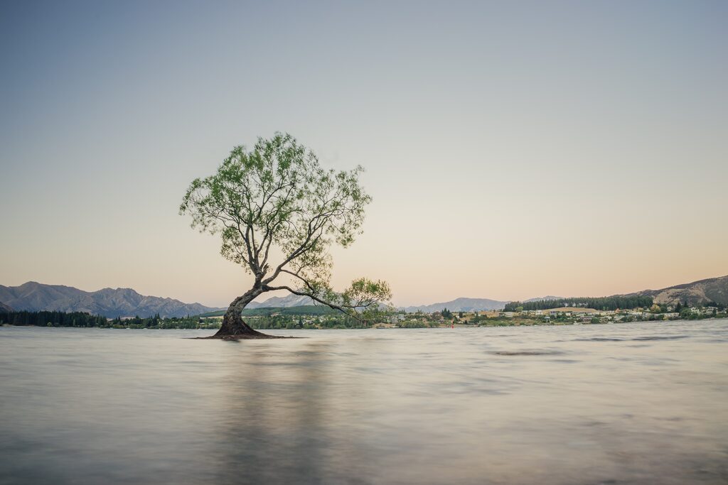 Lone tree in the lake at sunset, Wanaka, New Zealand