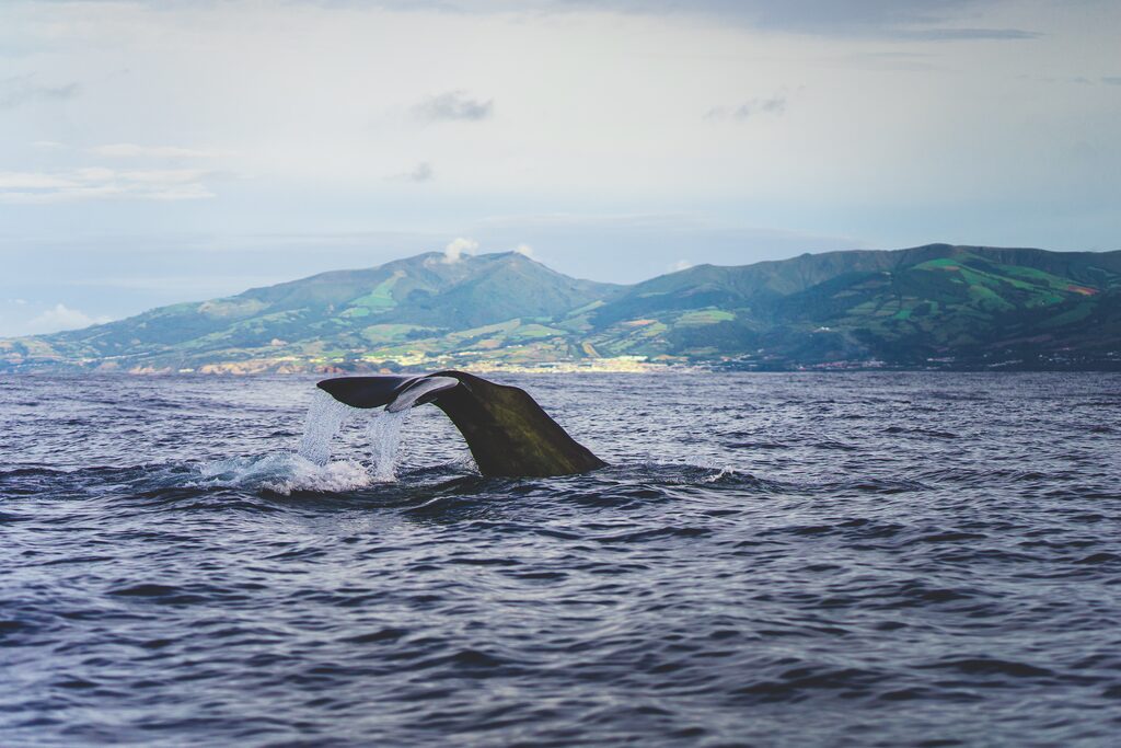 Whale tail, Azores