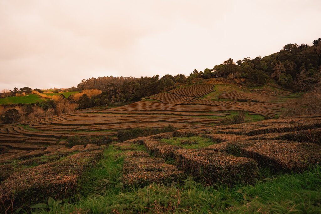 Tea fields, São Miguel, Azores
